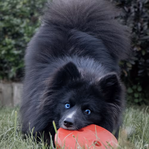 Zuko the pomksy 1/1
