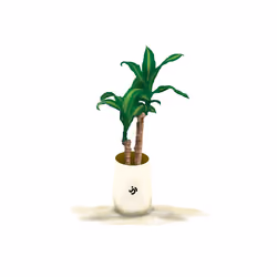 Dracaena fragrans (Palo Brazil)