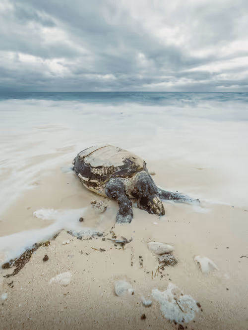 Item #99926930229538675438917090631619995362212113699001151744757174512309711667300 Media