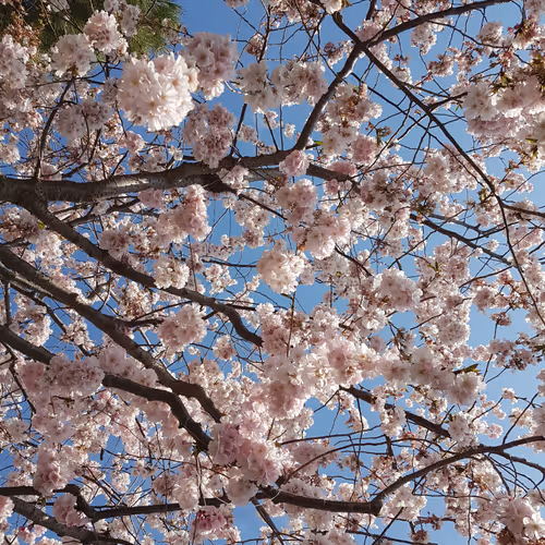 Cherry blossom Sky