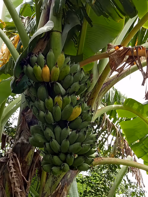 Item #81269833061274051173789884418282317830923519221172308843662165808381608067073 Media