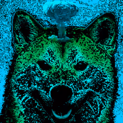 SHIBA UNITED #009