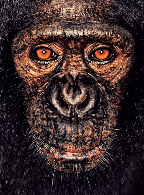 Item #109162157552346088047496633038404394118504199992061596446112929718379873304577 Media