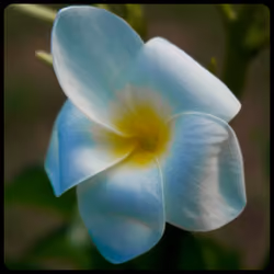 Flower #7