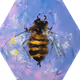 Bee #30