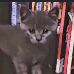 Grey Baby Cat