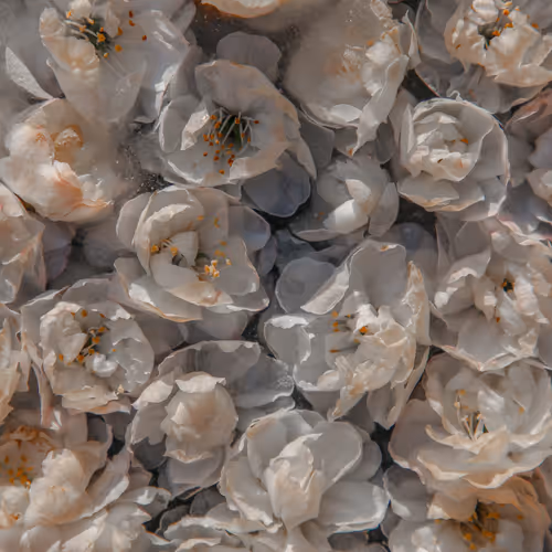 Item #80829721372825377784010953381890255518558028243098186913878117643201781170177 Media