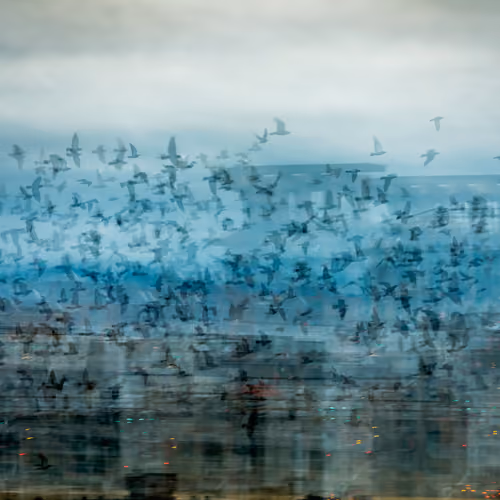 Multiples 30.1 (pigeon flock)