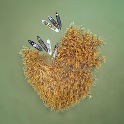 heart island
