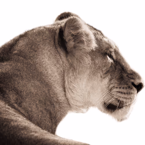 Lioness looks dangerous