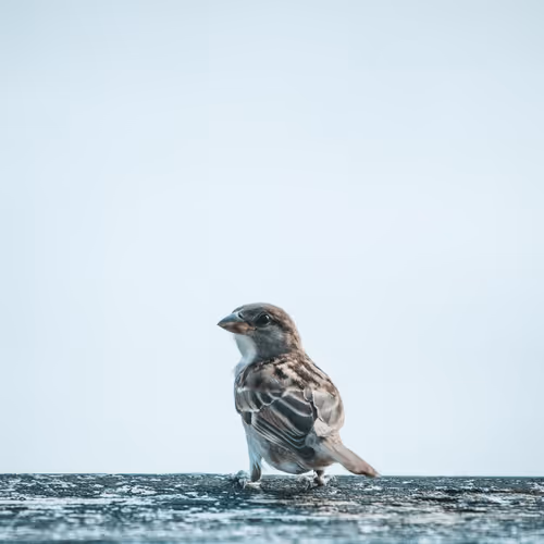 Mockingbird
