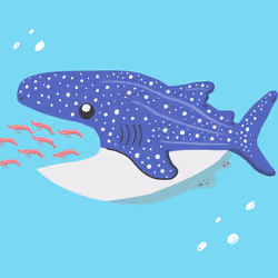 Whale Shark #5