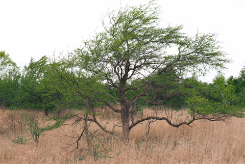 Item #99400781965356512017586416737333400682659956935423818943458207242204768894977 Media