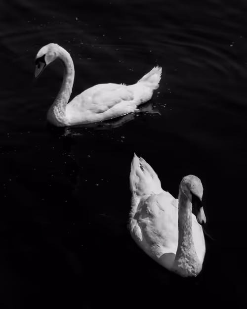 Item #12333759371985289416686528618250941787801478820548931806244366494332786573313 Media