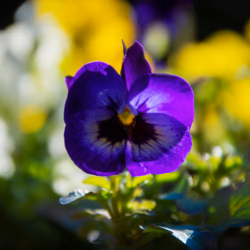 Stop the violence and share the violets