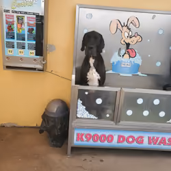 Bathing Dog