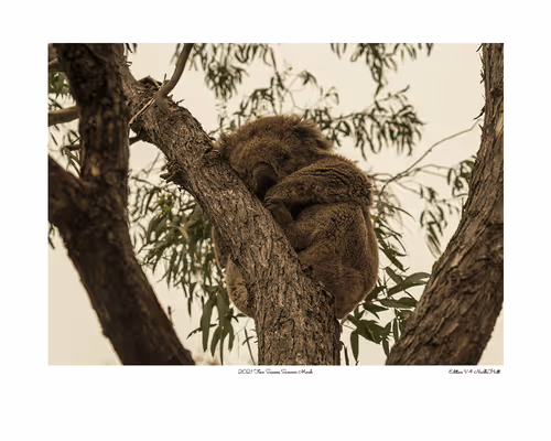 Item #24600310660482288606297797528155087939323639147399647196853483638041748701185 Media