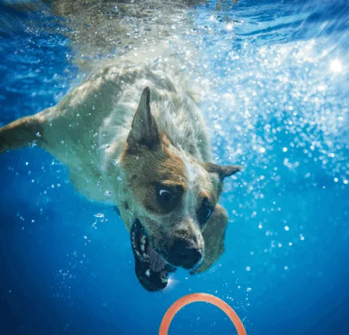 37123996989530421987136975137658183601992874580997828356353120966033029464065