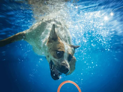 Item #37123996989530421987136975137658183601992874580997828356353120966033029464065 Media