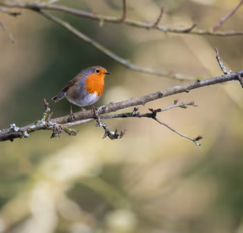 Item #96661707284894299444635219906598425654694917167299737376541026832993094729750 Media