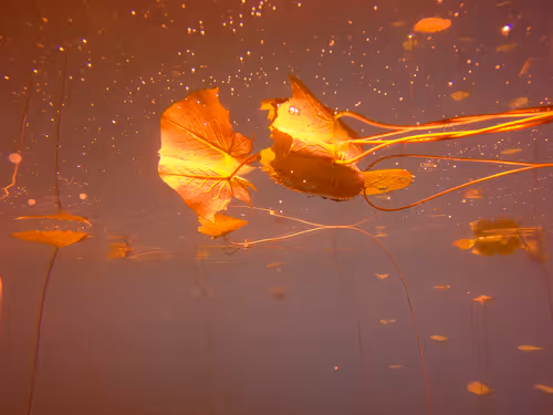 Item #115430421716330114127925714386191036467996783471008022249532804613322489987073 Media