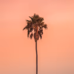 Palm Tree #23