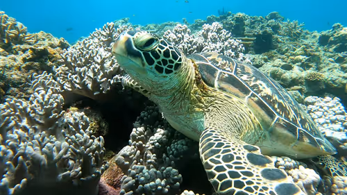 Item #93917210928009552265570427413341546020590352631026157694666951319751015530498 Media