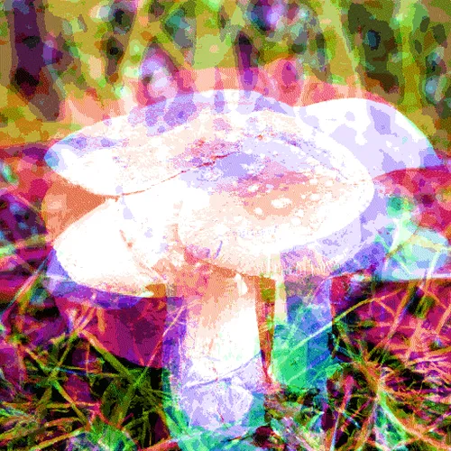 Item #17505799393238636028677749201313879674188783131667766788046769764490106896385 Media