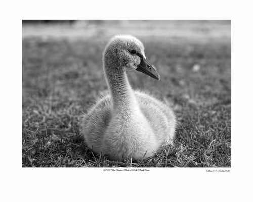 Item #24600310660482288606297797528155087939323639147399647196853483677624167301121 Media