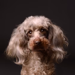 Poodle #DA172