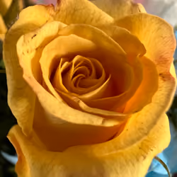 yellow rose 2