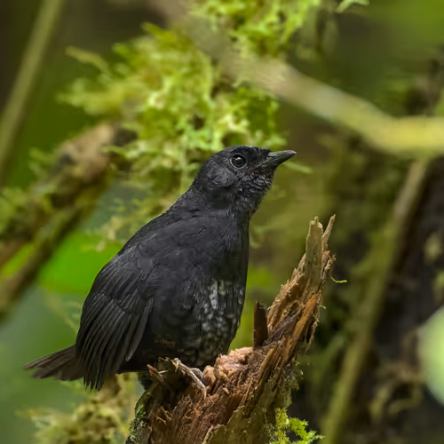 Item #76723362783280478533997952640177478162370392864243199552253501733798143852545 Media