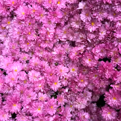 chrysanthemum