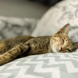sleepy cat