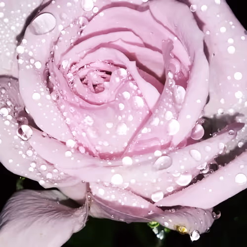 Untitled Collection #3042489241