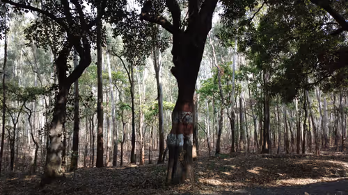 just_trying_something_new Collection