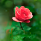 Rose Boukeh