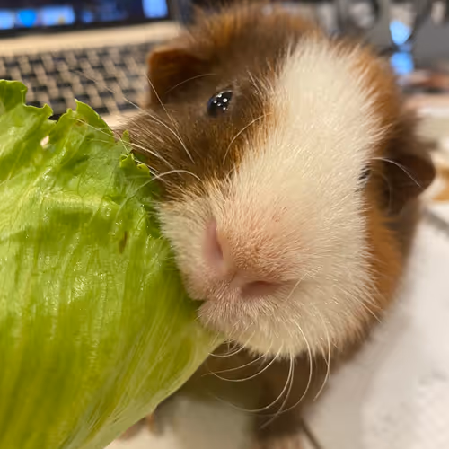 54323669268266139404258510759052213011112693996219477027205041444381496705025