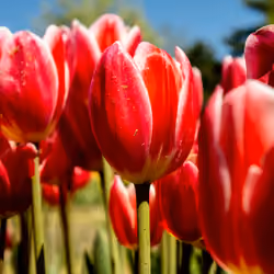 Passionate Red Tulips