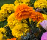 flower 21