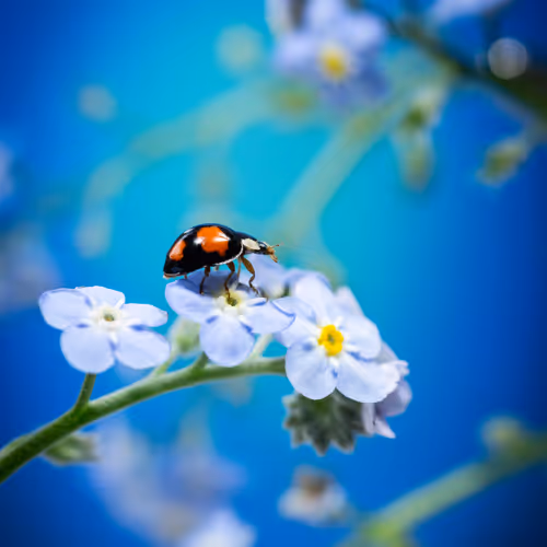 Little Wonders