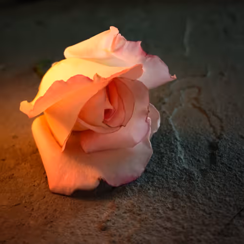 Item #31654410280115823025506001687003673065121824444213070757845373038693504253953 Media