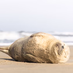 Beach Sleep
