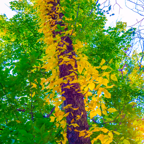 Item #35965218379738729691291467168286792303482134167127854404987491541605412765697 Media