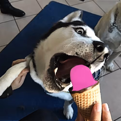 sxnvisual Collection