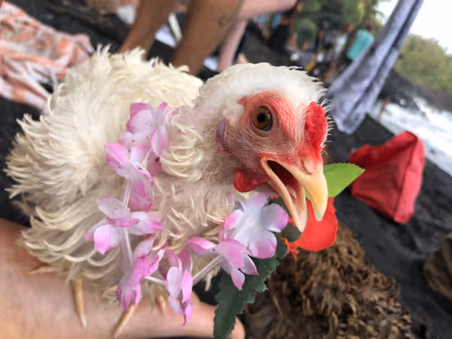 Item #111384347419130010131898734196272882001680551158239169533315207346053690949633 Media