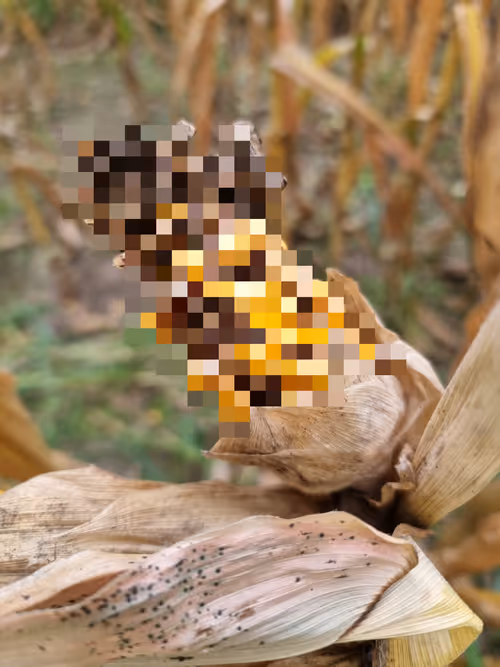 Item #14415851020678779885083603957433071732668512231130831794821441887918572437505 Media