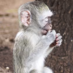 FreedomMonkey #0027