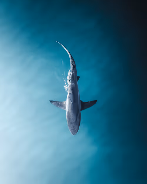 Item #83054766924673444604816267722836446190314772138657067753201581495822774697985 Media