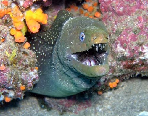 Item #3338221315682003201222364349047132288958211500690219551511868135269877153793 Media